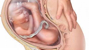 What is the breech position, what happens when a baby is breech and when do doctors perform emergency C-sections?