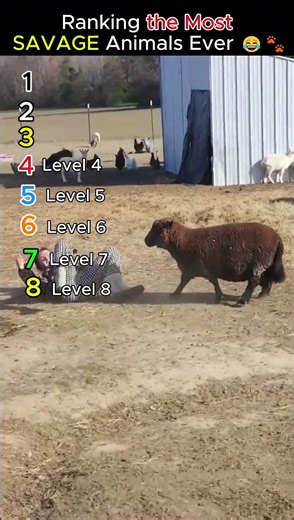 Ranking the Most SAVAGE Animals Ever 😂🐾