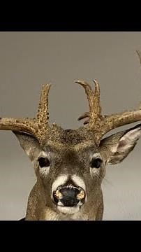 Ideas for How to Learn Taxidermy