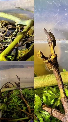 Super cute little isopods