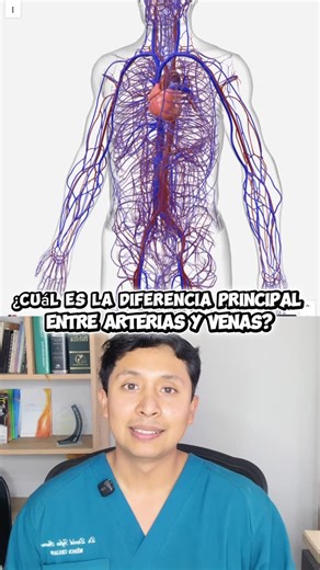 Diagnosticando Vida | Anatomía Humana on Instagram: "Las arterias y las venas cumplen funciones diferentes dentro del sistema cardiovascular. Las arterias llevan la sangre desde el corazón hacia los órganos y tejidos, mientras que las venas devuelven la sangre al corazón. Esta diferencia de dirección y presión explica su estructura y funcionamiento. Comprender esta distinción es clave para entender la circulación sanguínea. Anatomía que explica función. #artérias #venas #sistemacardiovascular #a