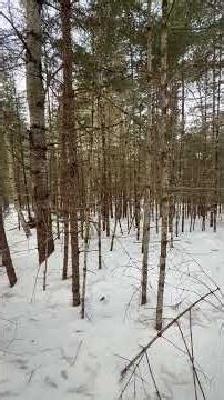 the sound of the hounds trailing a bobcat on snow never gets old!