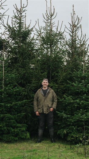 Our Christmas trees are grown and cut to order by Russ Batchelor, at Higher Willand Farm ✨💚 Order your tree online now for easy pickup, or come & see our wonderful team and choose the perfect tree for your home 🎄 | Greendale Farm Shop