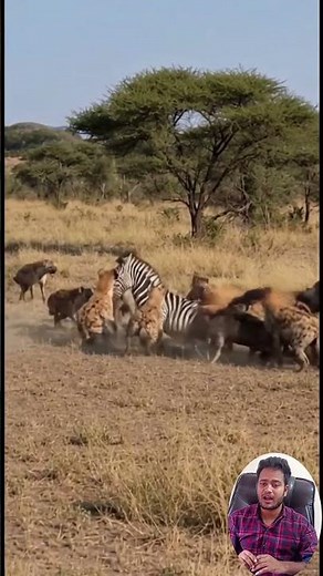 Zebra vs Hyenas – Intense African Savannah Battle Caught in 13 Seconds! 🦓🐾. #ZebraVsHyenas #wildlife