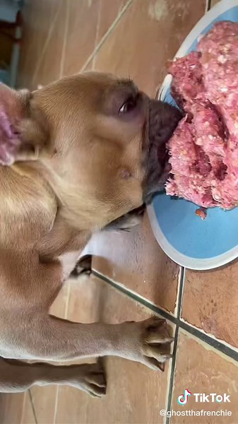 Satin Balls for French Bulldogs - Weight Gain Recipe