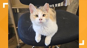 Pepper finds a new purr-fect home after library eviction