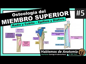 🔴👉 OSTEOLOGIA DEL MIEMBRO SUPERIOR #5 🟩 RADIO Y CUBITO O ULNA 🟪 Hablemos de Anatomía y Algo Mas...