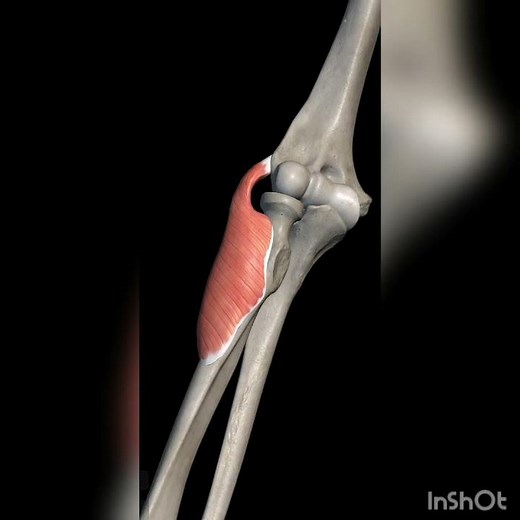 supinator muscle anatomy