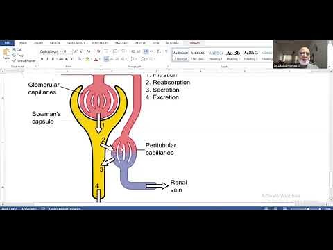 Compare the function major capillary beds in kidney i.e. glomerular and peritubular capillaries.