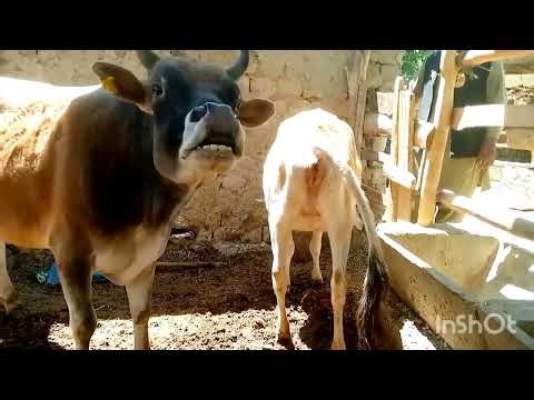 Young small Cow first time ||Yak VS Cow||