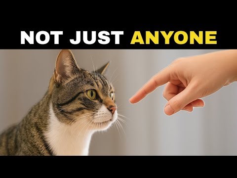 👉 “THIS Cat Behavior Proves You Share an Unbreakable Bond!”