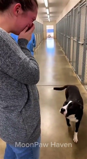 She Broke Down… And the Dog Chose to Comfort Her #DogAdoption #EmotionalMoment #ShelterReunion
