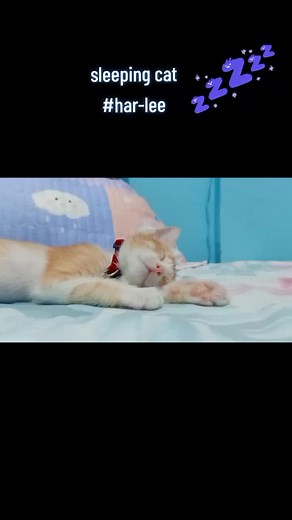 Cute Cat Sleeping Video - Relaxing Cat Music for Sleeping