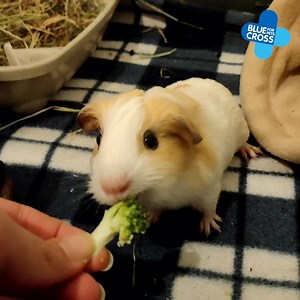 8.4K views · 508 reactions | We want to share with you the latest foster family at our Tiverton rehoming centre, who are nearly one-month-old.  These babies were the result of 'mistaken identity' after two piggies were rehomed, believed to be female. For tips on introducing your Guniea pigs  https://bit.ly/3tBDJea | Blue Cross UK | Facebook