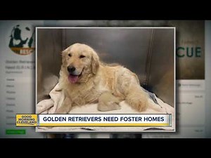 Golden Retrievers need foster homes
