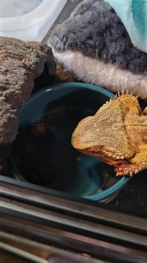 Huge thank you to @dubiaroaches for the large donation of roaches!! We are so very grateful! 🙏🙏 #lizardsofinstagram #lizard #beardeddragon #beardeddragon #beardie #beardeddragonlife #beardielife #beardielove #beardeddragonmom #beardeddragonsofinstragram | Rex's Neighborhood