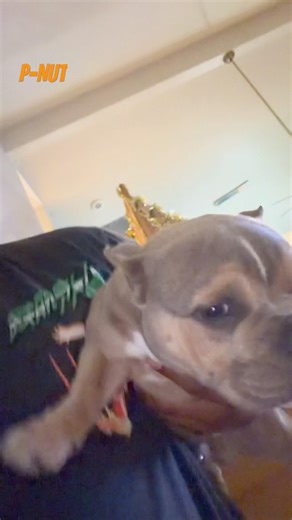 When you can go up but can’t make it down! #microbully #americanbully #puppy #doggielife #cleancuttv