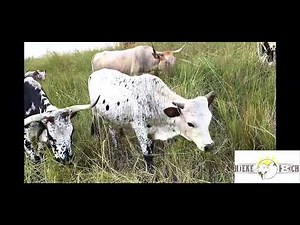 Communal farming -Cattle Management: The importance of moving cattle to different pastures: Episode2