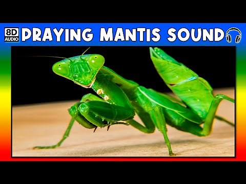 🦗 PRAYING MANTIS SOUND - PRAYING MANTIS SOUND EFFECT - NOISE OF PRAYING MANTIS