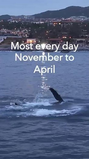 Whales Watching in Tours Los Cabos, Mexico #loscabos #Whales #cabo