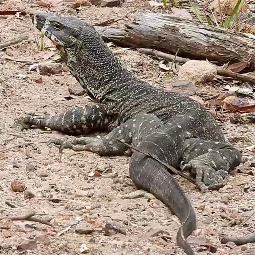 Lace Monitor #lizard #australia #bushland #conservation #caperteevalley #reptiles