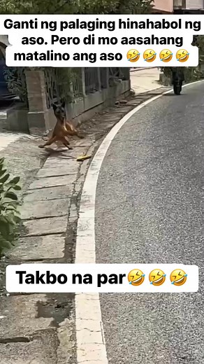 27K views · 80 reactions | Ang talino ng aso 藍 #akosimutiara #fbyシvideo #fypシ #viralvideochallenge #facebookreel #funnyreels #StarsEverywhere #funny | Ako si Mutiara | Facebook