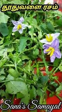 #Shorts / இருமல் சளியை விரட்டும் துரிதமான தூதுவளை ரசம் / Thuthuvalai Rasam in Tamil / Sana's Samayal