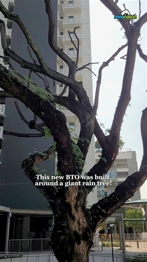 We dropped by Dakota One to check out the neighbourhood. Its standout feature? A majestic rain tree right at the entrance. With Old Airport Road hawker centre, an integrated CC, views of Marina Bay Sands, and Dakota MRT just a short walk away, it's got plenty going for it. Read the full article here: https://www.renonation.sg/articles/dakota-one-bto-review-and-site-tour-good-food-great-connectivity-and-a-rain-tree | Renonation - Interior Design Inspirations