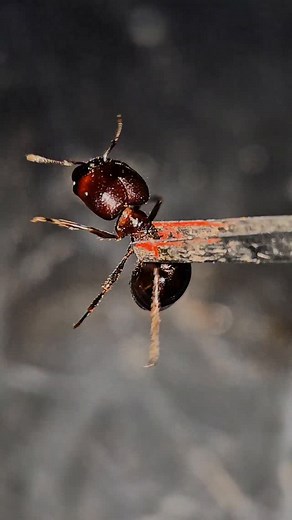 90K views · 7.1K reactions | PART 1 Carebara Diversa #insects #fourmis #ants #antkeeping #animals #antfarm #nature #carebaradiversa | Alexfourmisoff | Facebook