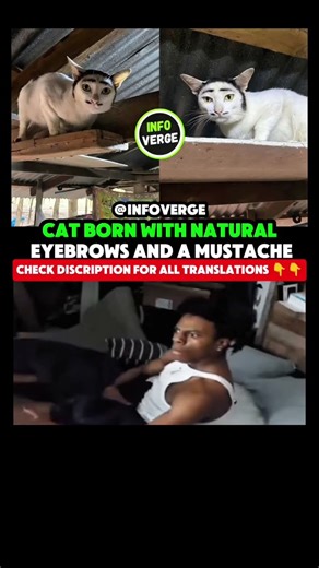 Meet the Cat Born With Natural Eyebrows and a Mustache