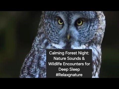 Calming Forest Night: Nature Sounds & Wildlife Encounters for Deep Sleep #Relaxgnature