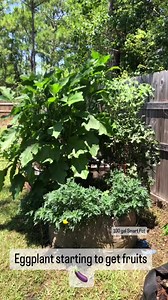 It is always exciting to see that first  of the season! This eggplant is HUGE and has actually been a blessing in disguise to the tomato plant behind it, giving it some shade from the hot sun. Eggplants are tropical fruit bearing plants from Asia and thrive in the Summer. This 100gal Smart Pot is a great size to grow a garden grocery store. For more Smart Pots designs and sizes, visit your local garden center or, smartpots.com | Smart Pots | Facebook