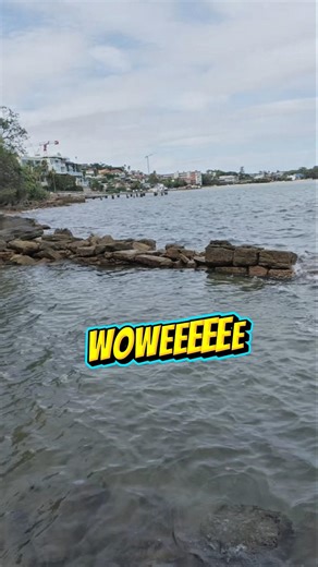 Rose bay is pretty special what a swimming spot 👀 wow