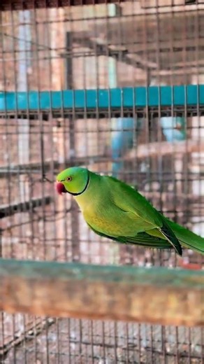 Beautiful Parrots Daily Videos | Cute & Colorful Parrots | Please Support My YouTube Channel 🦜