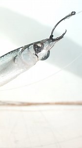 Getting a deadbait to swim at trolling speed is one of the most effective ways to catch all kinds of fish, and here's an easy way to rig a ballyhoo, but it works just as well with piper or garfish. We have loads of these tips and 'how to's' available #ultimatefishingtv | Ultimate Fishing