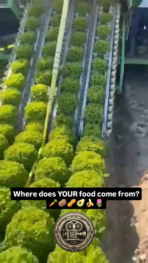 Vibrant Culture Daily on Instagram: "🌷🍌🥑🥜🥔🥕 Food harvest machines, or agricultural harvesters, are specialized equipment for gathering crops, with types including large combine harvesters for grains and forage harvesters for crops like hay and silage. Other specific harvesters exist for crops such as cotton, sugarcane, potatoes, and even unique methods like the wet harvesting for cranberries. #history #food #harvest #ag #agriculture #agri #potato #carrots #veg #vegan #veggie #veggies #farm