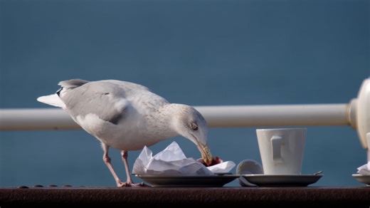Here’s how to get food-snatching seagulls to leave you alone