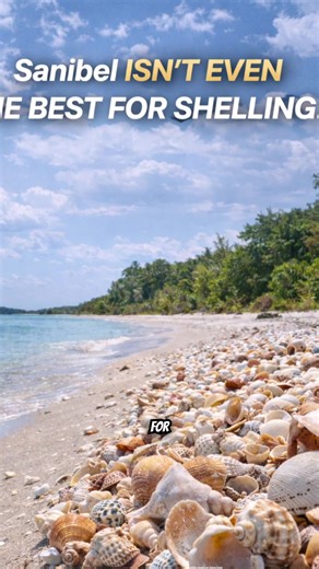 best shelling beaches in Florida hidden shelling spots in Florida where to find seashells in Florida Florida beaches Some of the best shelling beaches in Florida is hiding on beaches most tourists never visit. From Cayo Costa to Tigertail Beach and Shell Key Preserve, these spots are packed with shells after the tides roll through. Follow to find where to find seashells in Florida. #floridatravel #beachfinds #floridashelling #shellhunting #shelling