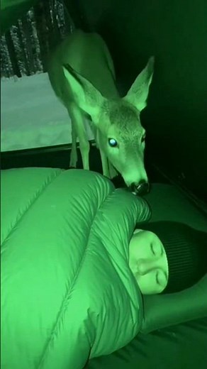 Night Vision Surprise: Deer Enters Tent Beside Sleeping Man 🦌🌙 | Wholesome Moment #Shorts