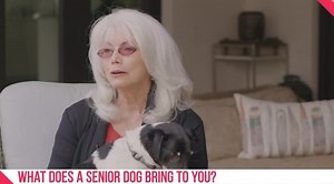 1.5K views · 126 reactions | What can adopting a senior dog bring to your life? #LoveHarder  | Miranda Lambert's MuttNation | Facebook