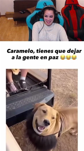 🇲🇽PERRO DISFRAZADO DE LÉON ASUSTA A LA GENTE🤣🤣🐶🦁