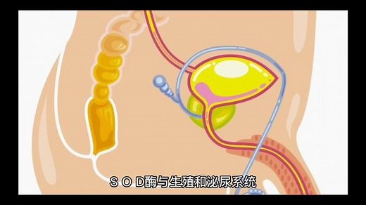SOD酶与生殖和泌尿系统#SOD#健康#绿色疗愈#生殖泌尿系统#酶时代@兴合汇宏