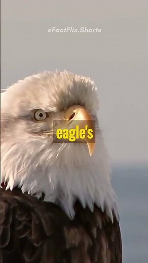 Do Eagles Break Their Beaks?