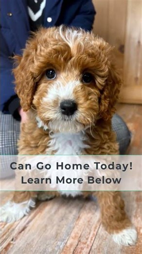 Meet Macaroni 💙 Mini Multigen Goldendoodle Puppy