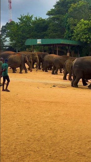 Wild Elephant Walking Slowly 🐘 | Serene Nature Moments #shorts #elephant