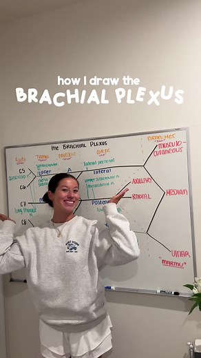 Understanding the Brachial Plexus: A Study Guide