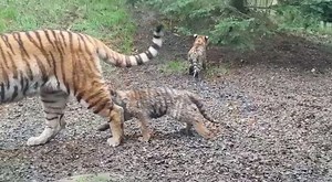 21K views · 803 reactions | Today is International Tiger Day at Dublin Zoo and we’re roaring to go! Drop into Dublin Zoo from 12-4pm today for paw-some arts and crafts and special tiger-themed activities  Bit.ly/DublinZooTickets | Dublin Zoo | Facebook