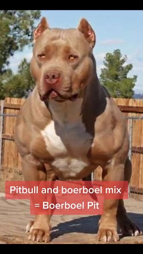 Boerboel Pit Mix: Exploring the Unique Breed Combination