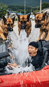 446K views · 4.2K reactions | Heroic Dogs Teach Bully an Unforgettable Lesson After He Throws Trash at an Old Man #instantkarma #dog #aivideo #멍멍이 #강아지 | A.I.O | Facebook