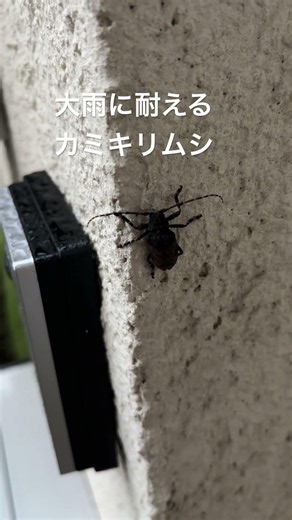 大雨に耐えるカミキリムシ